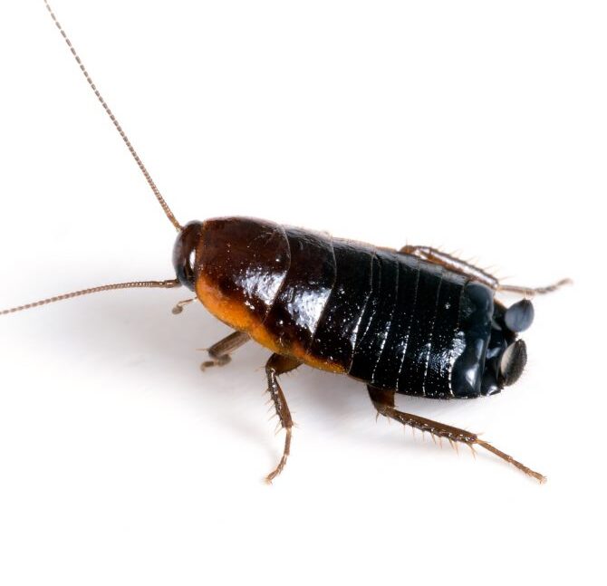 Oriental cockroach with a scaly circular body which is light black. The cockroach is 2.9 to 3.3 cm in length.